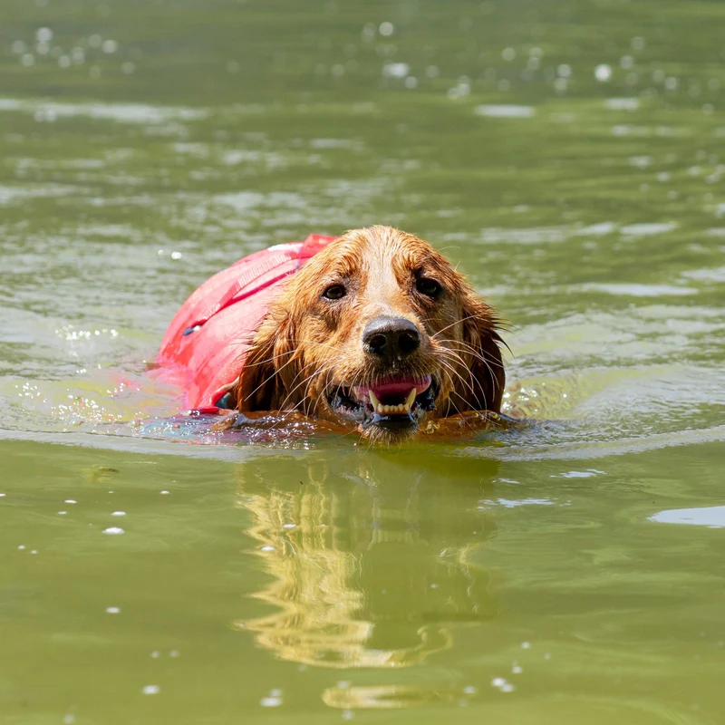 Kurgo Surf N Turf Hundeschwimmweste – Maximale Sicherheit & Auftrieb für Wasserabenteuer mit deinem Hund