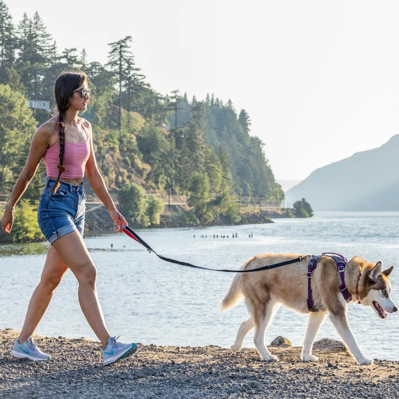 Kurgo Springback Leash – Stoßdämpfende Hundeleine mit Ruckabsorption für entspannte Spaziergänge ohne Ziehen