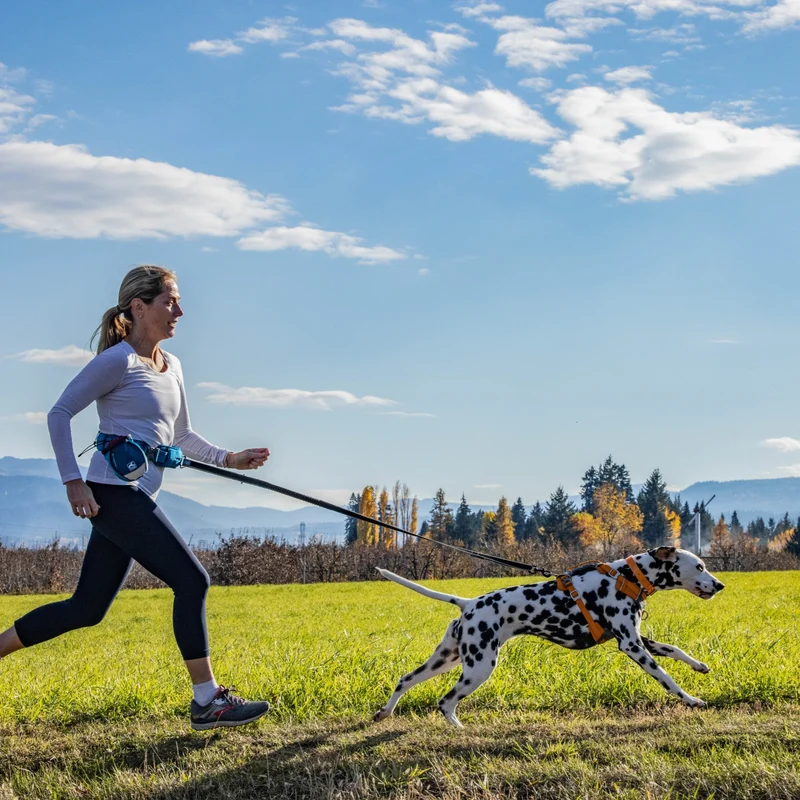 Kurgo Springback Leash – Stoßdämpfende Hundeleine mit Ruckabsorption für entspannte Spaziergänge ohne Ziehen