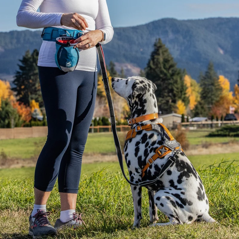 Kurgo Springback Leash – Stoßdämpfende Hundeleine mit Ruckabsorption für entspannte Spaziergänge ohne Ziehen