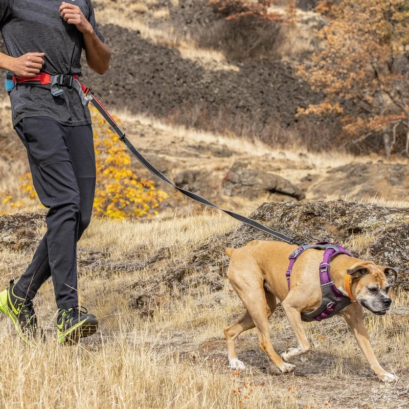 Kurgo Springback Leash – Stoßdämpfende Hundeleine mit Ruckabsorption für entspannte Spaziergänge ohne Ziehen