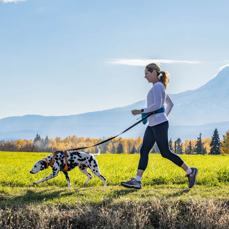 Kurgo Springback Leash – Stoßdämpfende Hundeleine mit Ruckabsorption für entspannte Spaziergänge ohne Ziehen