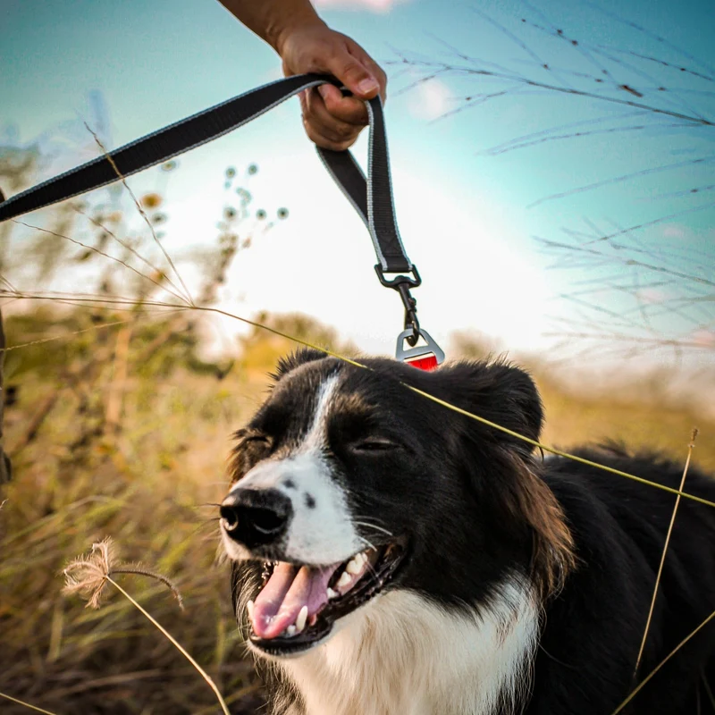 Kurgo Springback Leash – Stoßdämpfende Hundeleine mit Ruckabsorption für entspannte Spaziergänge ohne Ziehen