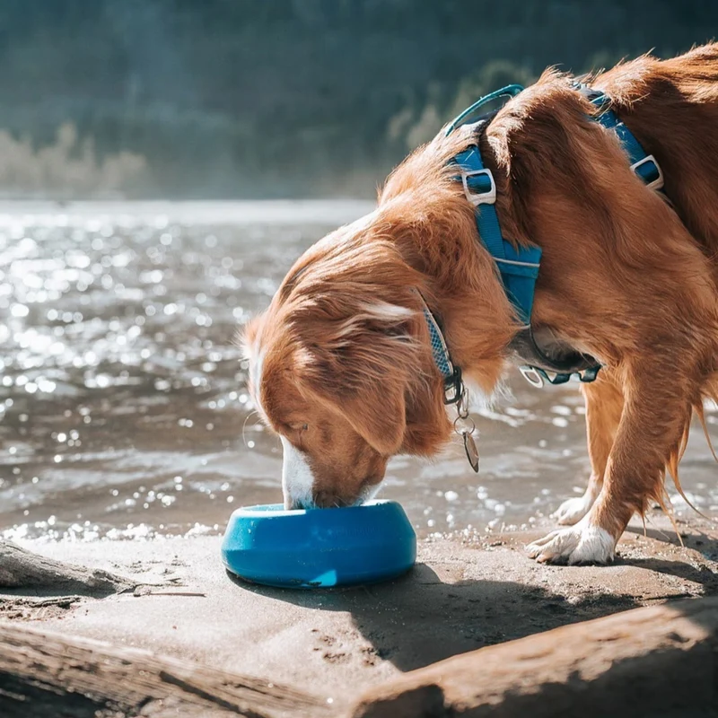 Kurgo Splash Free Wander Water Bowl – Auslaufsicherer Reise-Hundenapf für unterwegs, Auto & Outdoor