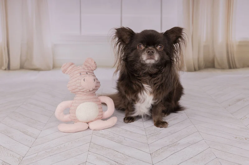 Flamingo | Small Dog Selection