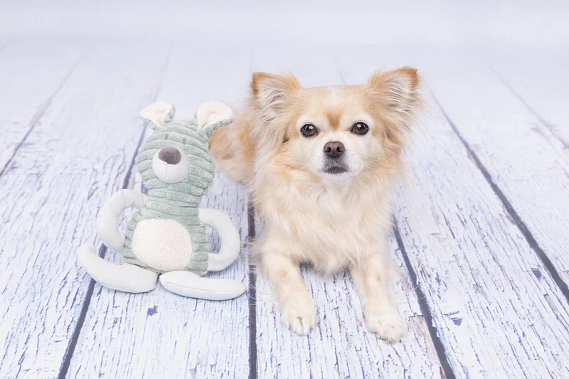 Flamingo | Small Dog Selection