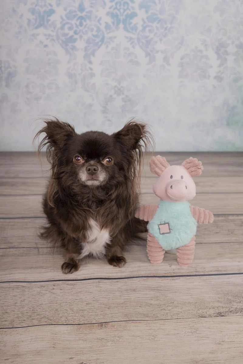 Flamingo | Small Dog Selection