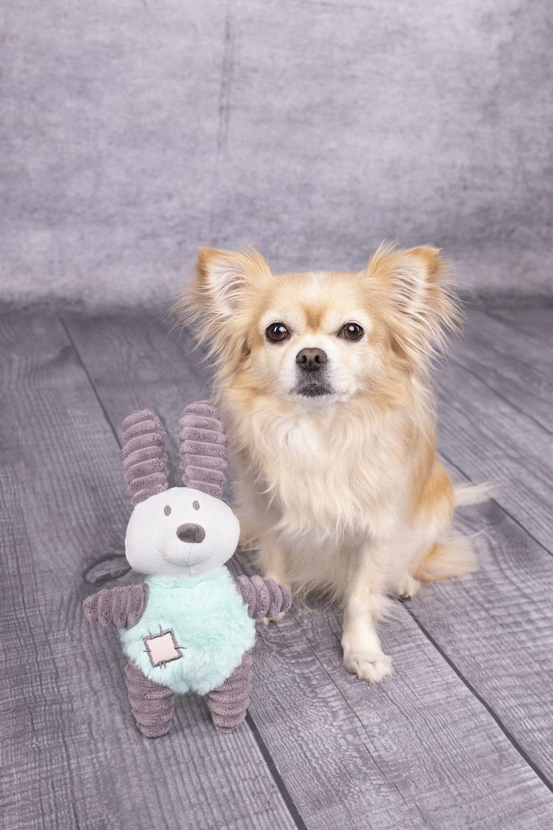 Flamingo | Small Dog Selection