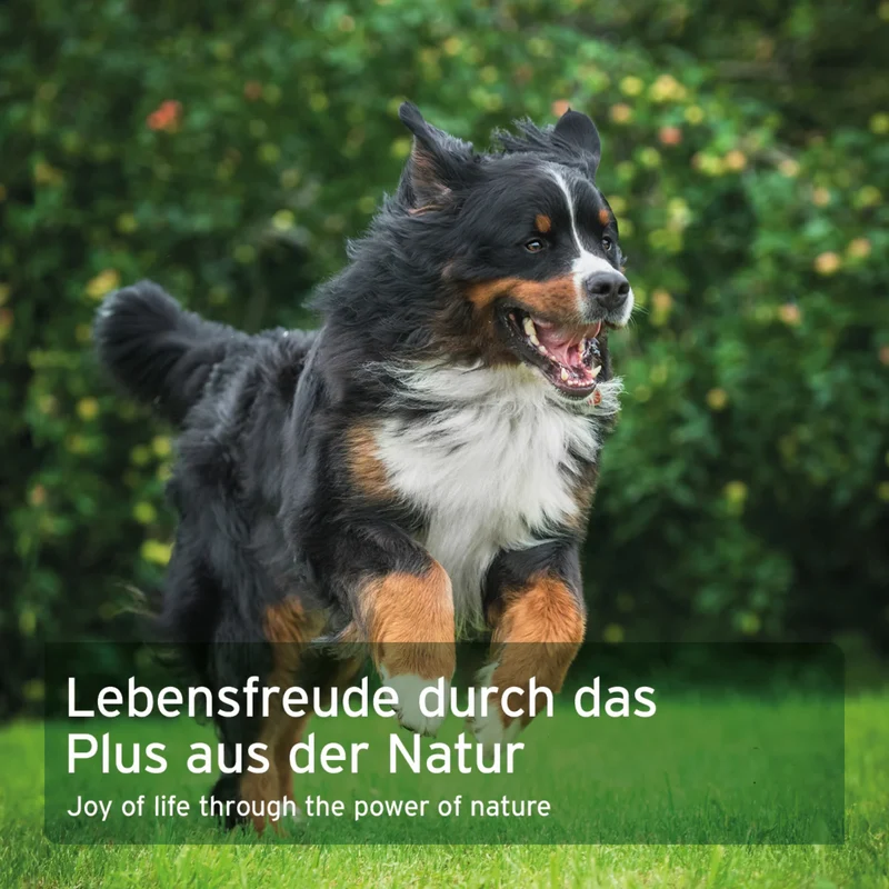 AniForte WermiX Kapseln für Hunde – Natürliche Kräutermischung nach Wurmbefall mit Thymian, Wermut & Salbei zur gezielten Nährstoffversorgung