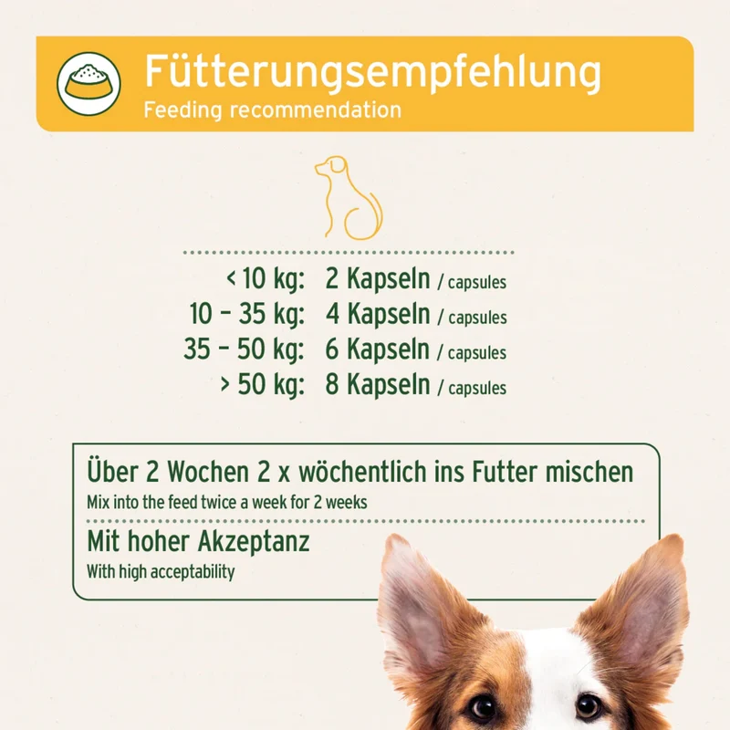 AniForte WermiX Kapseln für Hunde – Natürliche Kräutermischung nach Wurmbefall mit Thymian, Wermut & Salbei zur gezielten Nährstoffversorgung