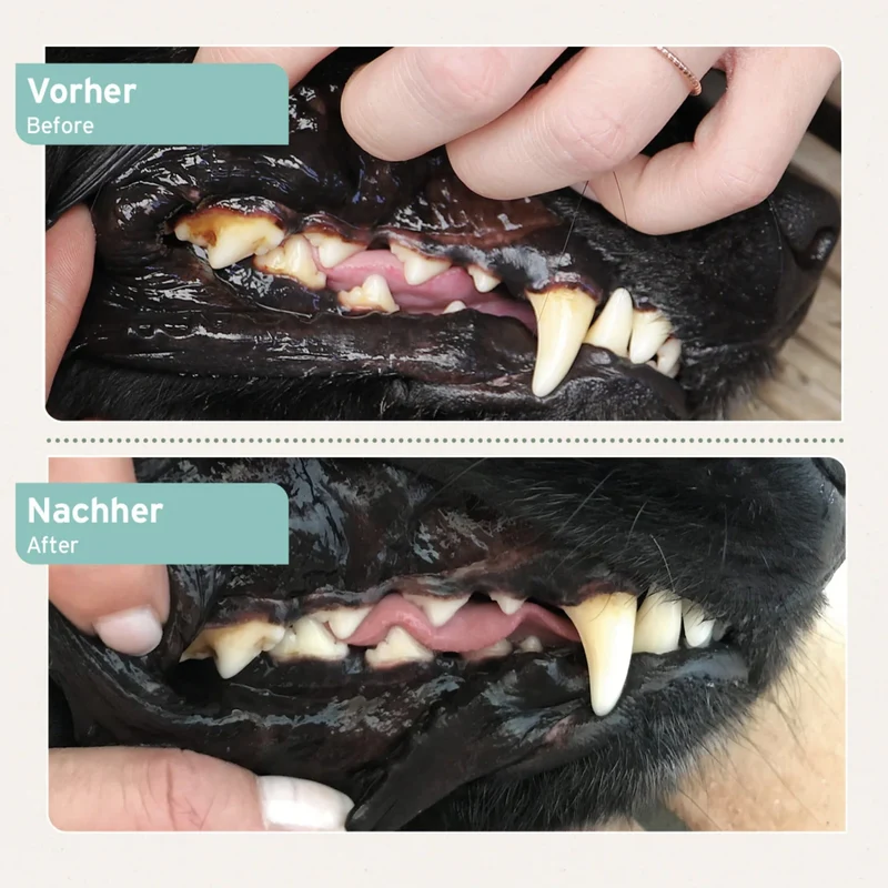 AniForte Denta Clean & Care Zahnpflege Pulver für Hunde – Natürliche Zahnreinigung gegen Plaque, Zahnstein & Mundgeruch