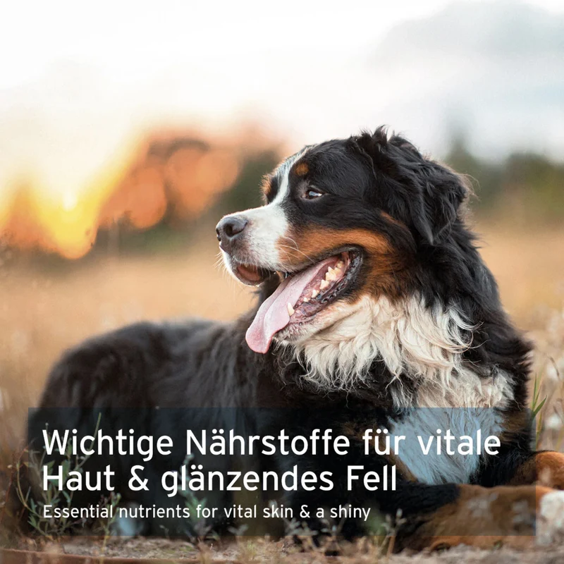 AniForte Bierhefe Pulver für Hunde – Natürliche Unterstützung für glänzendes Fell, gesunde Haut & starke Abwehrkräfte