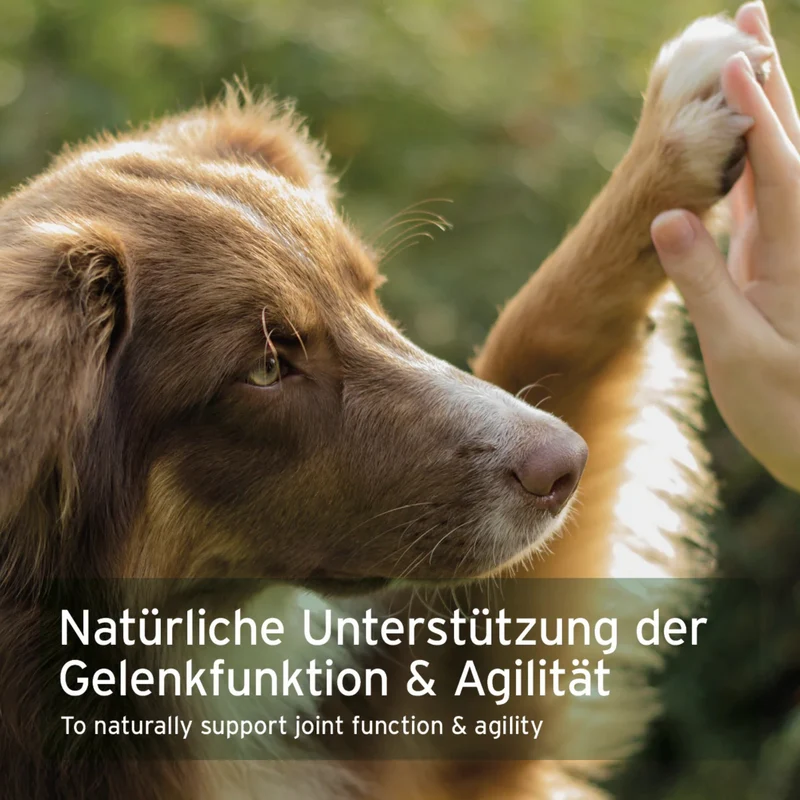 AniForte Kollagen Pulver für Hunde & Katzen – Natürliches Fisch-Kollagen aus norwegischem Wildfang für starke Gelenke, Mobilität & Vitalität – Getreidefrei & hochdosiert