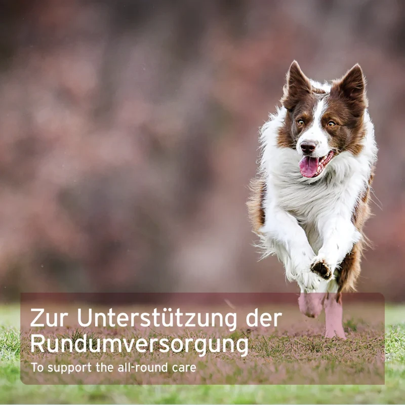 AniForte 4in1 Complete Dog – Natürliche Rundum-Versorgung mit Bierhefe, Hagebutte, Seealge & Traubenkernmehl für Vitalität, Immunsystem & glänzendes Fell