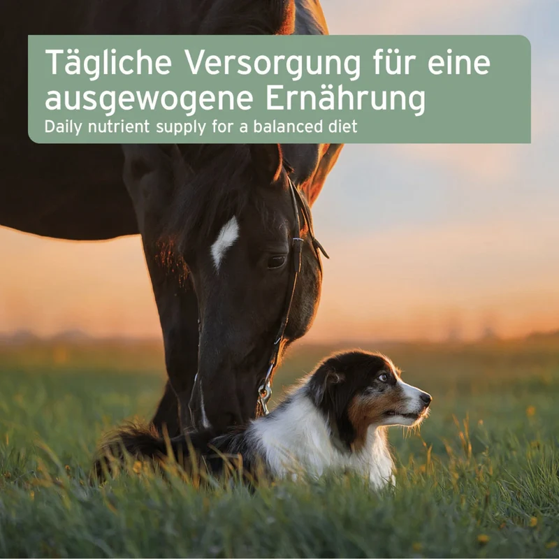 AniForte Ägyptisches Bio Schwarzkümmelöl für Hunde – Natürliche Unterstützung für Immunsystem, Haut & Fell, Verdauung und Vitalität