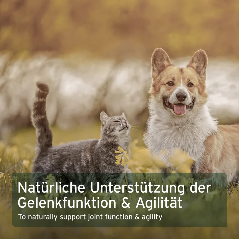 AniForte Afrikanische Teufelskralle für Hunde – Natürliche Gelenkunterstützung & Bewegungsfreude für aktive Vierbeiner
