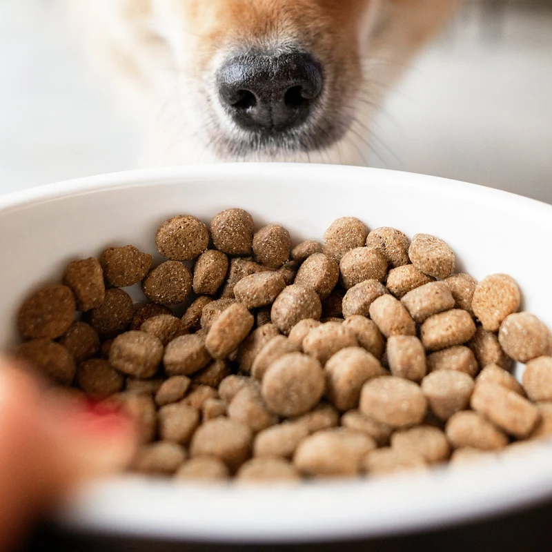 The Goodstuff Senior/Light Trockenfutter Lachs – Getreidefreies Premium-Hundefutter für ältere & weniger aktive Hunde mit Gelenkschutz & leichter Verdaulichkeit