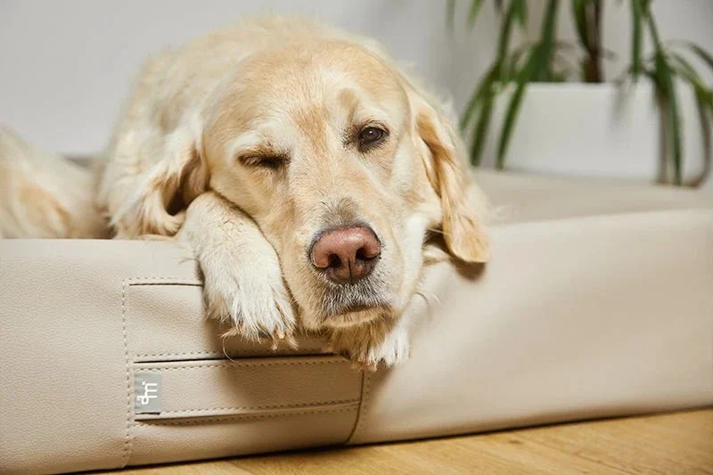 ammi®Bed | Orthopädisches Hundebett Kunstleder