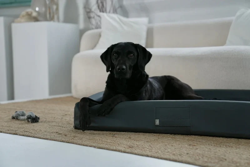 ammi®Bed | Orthopädisches Hundebett Kunstleder