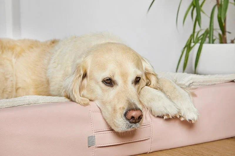 ammi®Bed | Orthopädisches Hundebett Kunstleder