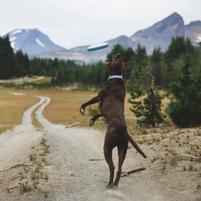 Ruffwear Camp Flyer – Premium Frisbee für Hunde, schwimmfähig, weich & robust für Apportier-Abenteuer am Wasser & Land