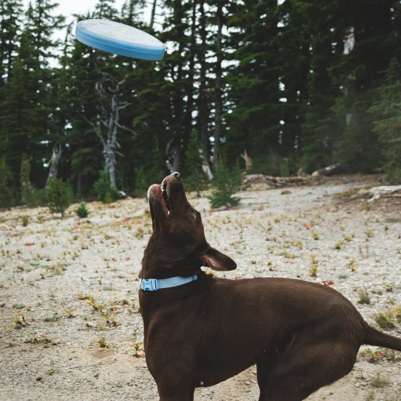 Ruffwear Camp Flyer – Premium Frisbee für Hunde, schwimmfähig, weich & robust für Apportier-Abenteuer am Wasser & Land