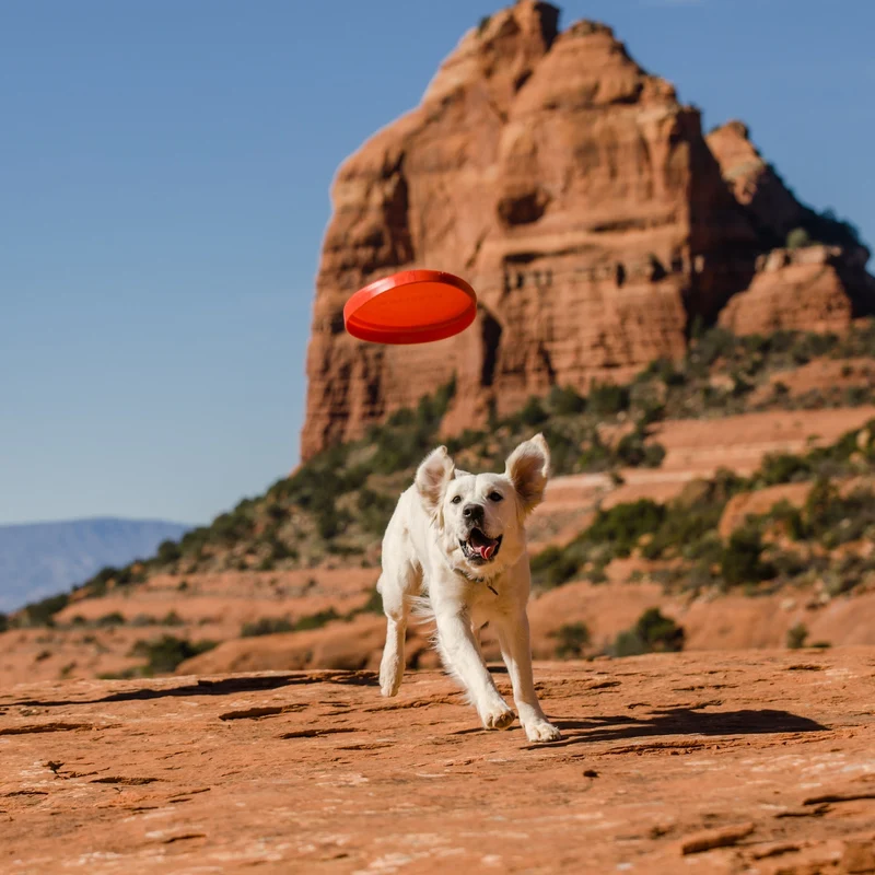 Ruffwear Camp Flyer – Premium Frisbee für Hunde, schwimmfähig, weich & robust für Apportier-Abenteuer am Wasser & Land