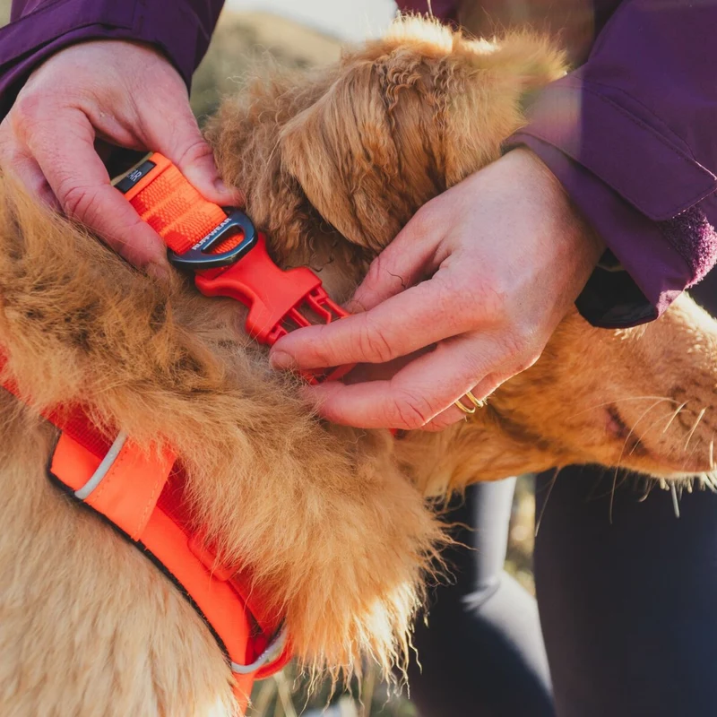 Ruffwear Front Range Collar – Verstellbares Premium-Hundehalsband für aktive Hunde mit gepolstertem Komfort und robuster Verarbeitung