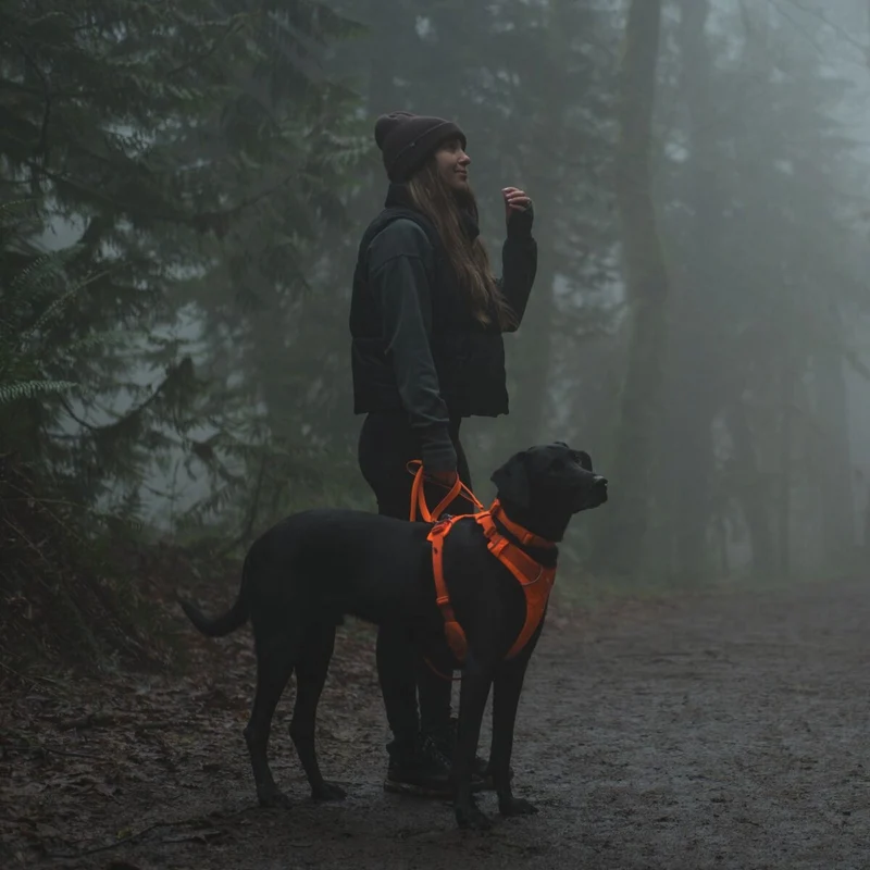 Ruffwear Front Range Collar – Verstellbares Premium-Hundehalsband für aktive Hunde mit gepolstertem Komfort und robuster Verarbeitung