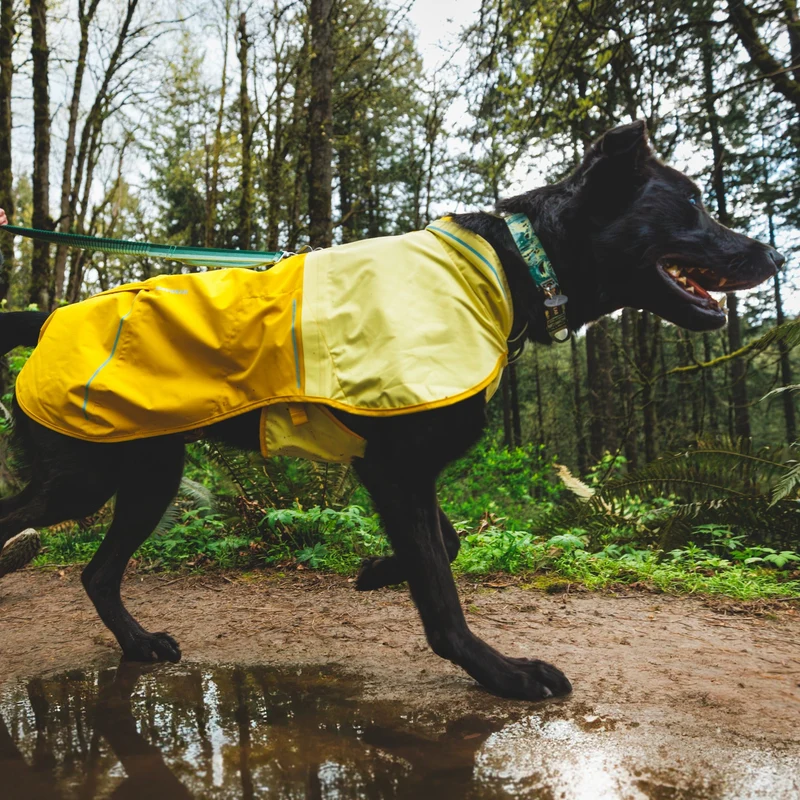 Ruffwear Front Range Collar – Verstellbares Premium-Hundehalsband für aktive Hunde mit gepolstertem Komfort und robuster Verarbeitung
