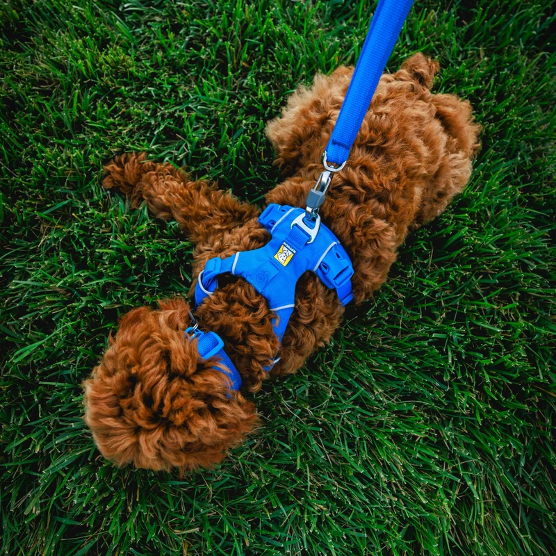 Ruffwear Front Range Collar – Verstellbares Premium-Hundehalsband für aktive Hunde mit gepolstertem Komfort und robuster Verarbeitung