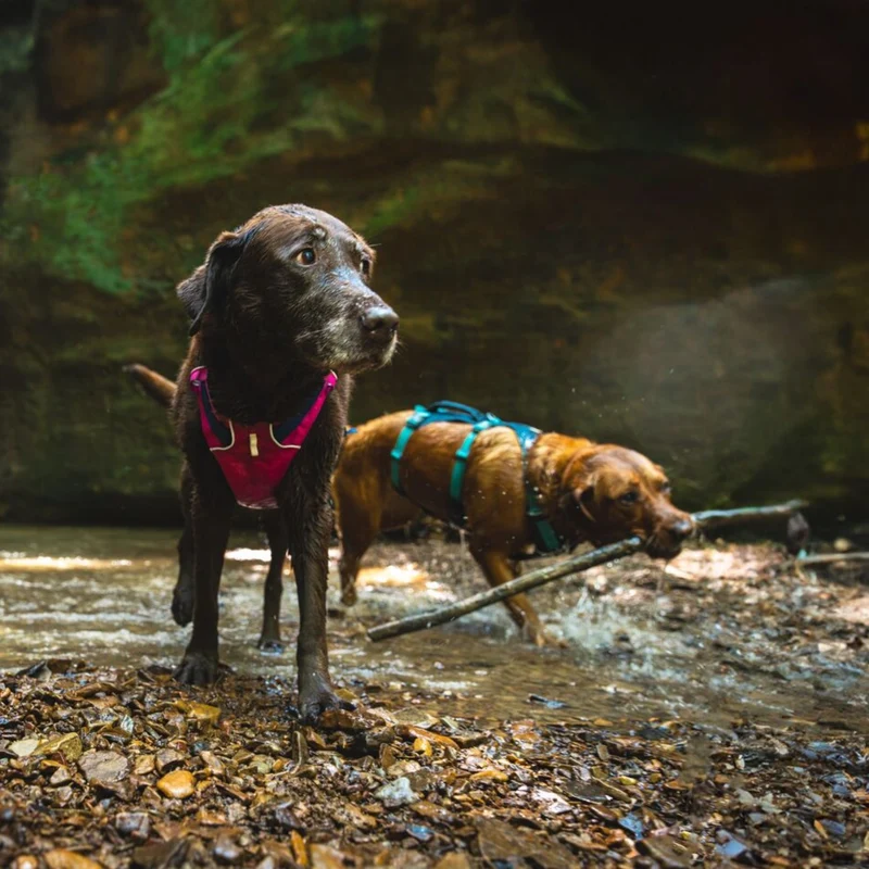 Ruffwear Flagline Harness – 6-fach verstellbares Hundegeschirr für perfekte & ausbruchsichere Passform, verstärkter Kontrollgriff für aktive Hunde