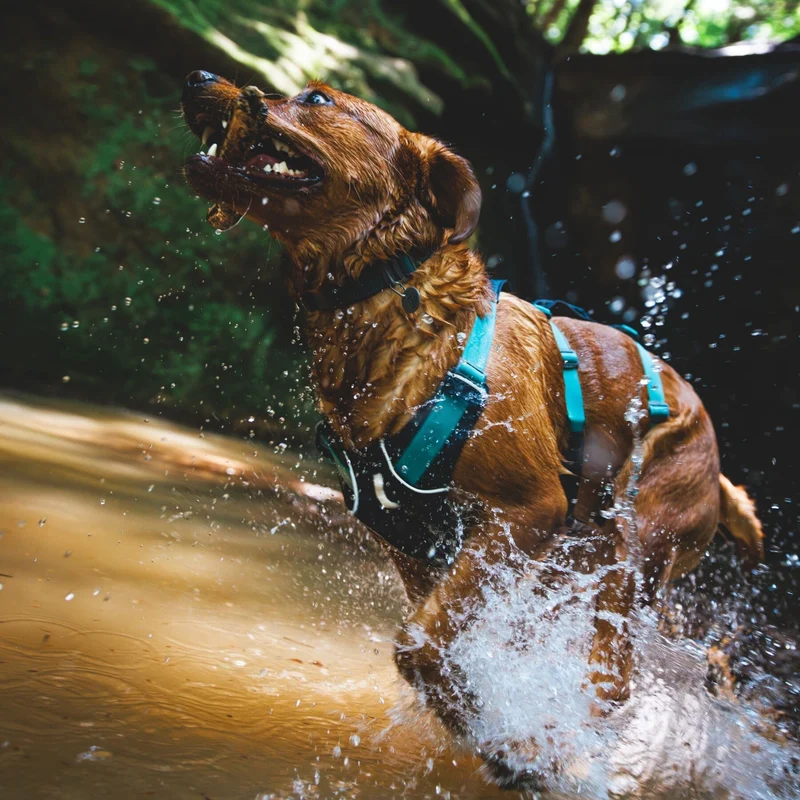 Ruffwear Flagline Harness – 6-fach verstellbares Hundegeschirr für perfekte & ausbruchsichere Passform, verstärkter Kontrollgriff für aktive Hunde