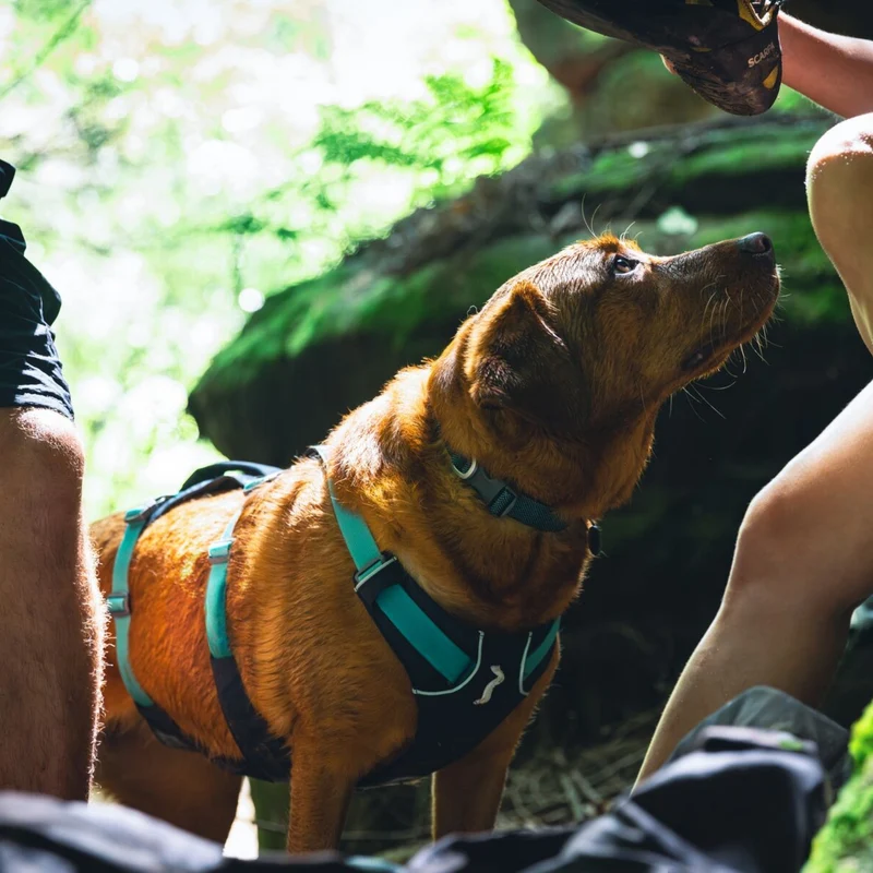 Ruffwear Flagline Harness – 6-fach verstellbares Hundegeschirr für perfekte & ausbruchsichere Passform, verstärkter Kontrollgriff für aktive Hunde