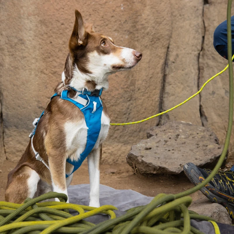 Ruffwear Flagline Harness – 6-fach verstellbares Hundegeschirr für perfekte & ausbruchsichere Passform, verstärkter Kontrollgriff für aktive Hunde