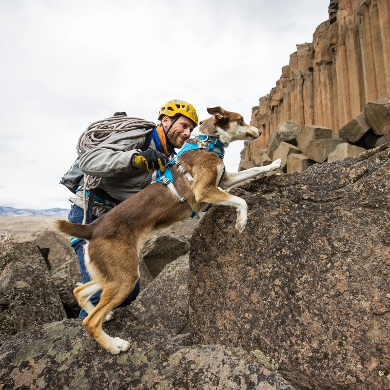 Ruffwear Flagline Harness – 6-fach verstellbares Hundegeschirr für perfekte & ausbruchsichere Passform, verstärkter Kontrollgriff für aktive Hunde