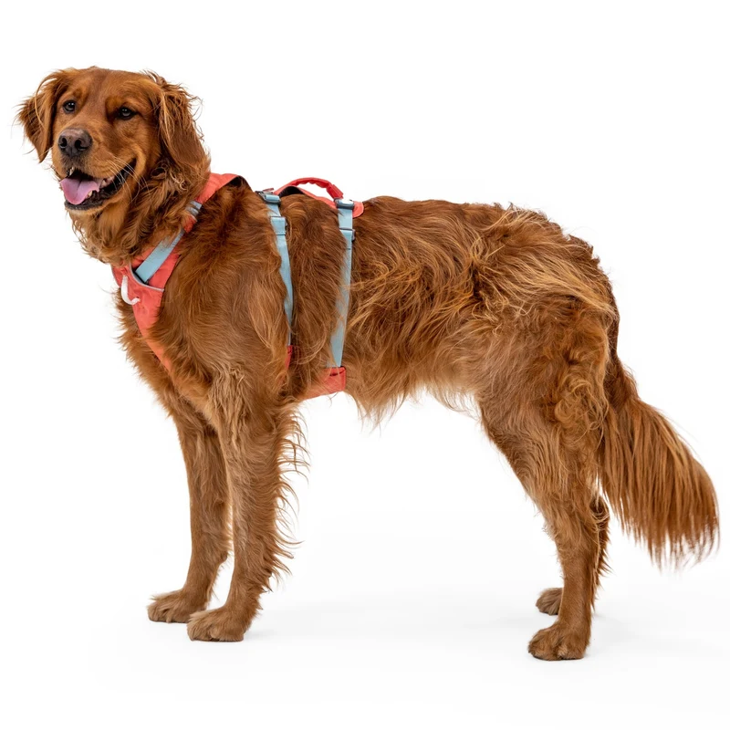 Ruffwear Flagline Harness – 6-fach verstellbares Hundegeschirr für perfekte & ausbruchsichere Passform, verstärkter Kontrollgriff für aktive Hunde
