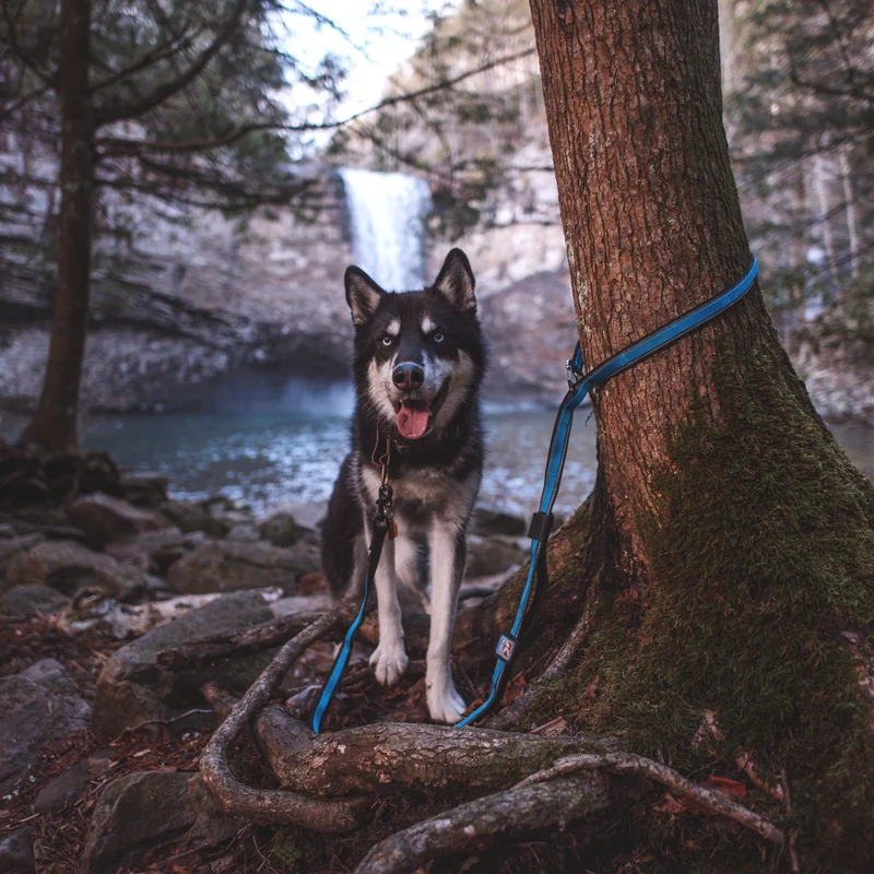 Kurgo Quantum Leash 6-in-1 Hundeleine – Vielseitige Premium-Leine für Training, Jogging & Freihandspaziergänge mit Hund