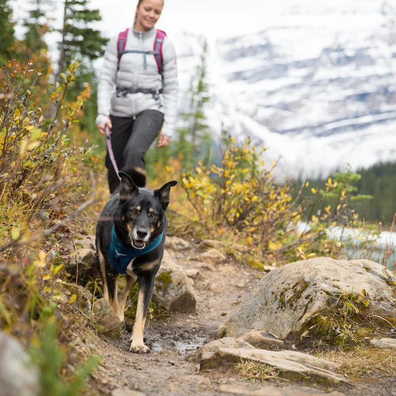 Kurgo Quantum Leash 6-in-1 Hundeleine – Vielseitige Premium-Leine für Training, Jogging & Freihandspaziergänge mit Hund