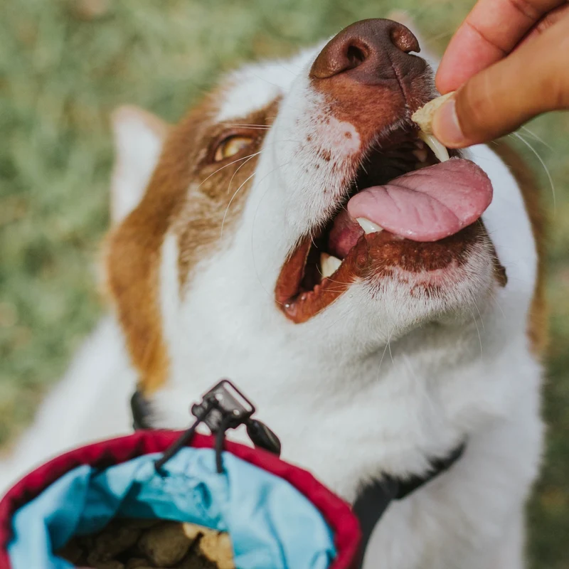 Kurgo Go Stuff It Leckerlibeutel – Praktische Belohnungstasche für effektives Hundetraining mit schnellem Zugriff und sicherem Verschluss