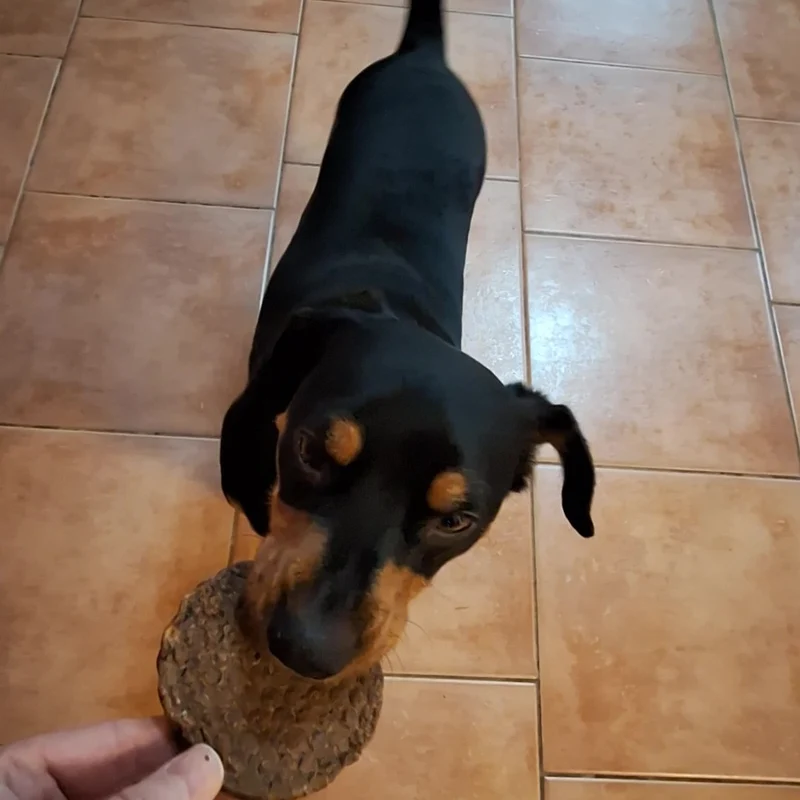 Pferde-Burger