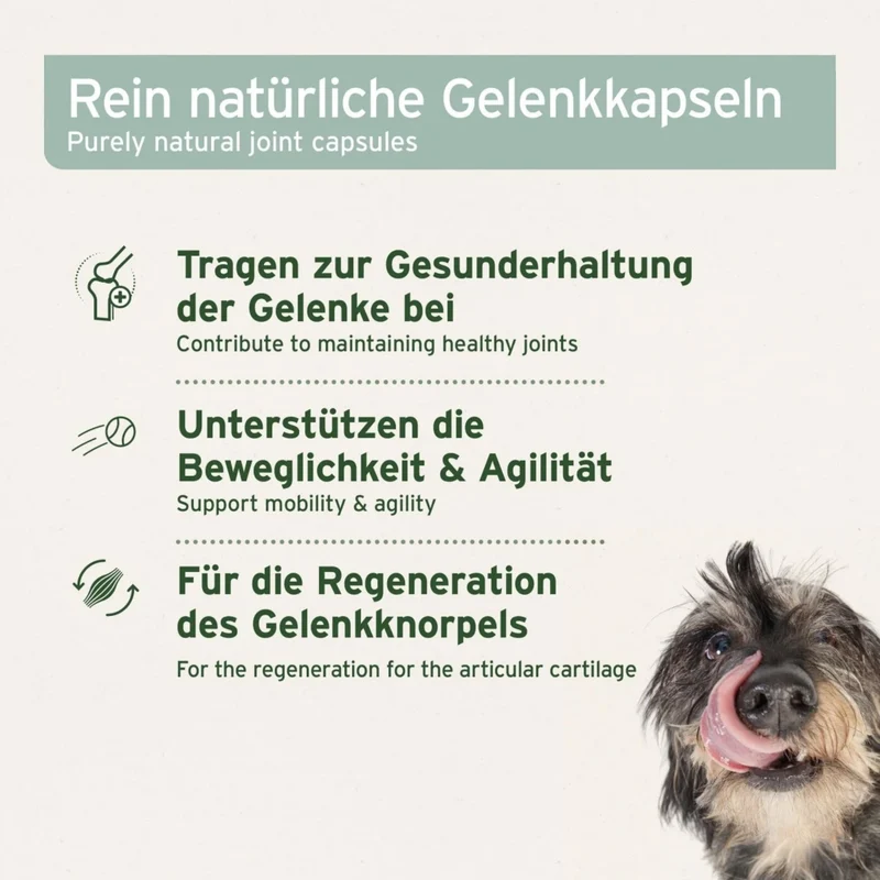 AniForte Grünlippmuschel Kapseln für Hunde – Natürliche Gelenkunterstützung mit Neuseeländischer Perna Canaliculus für Bewegungsfreude & Mobilität