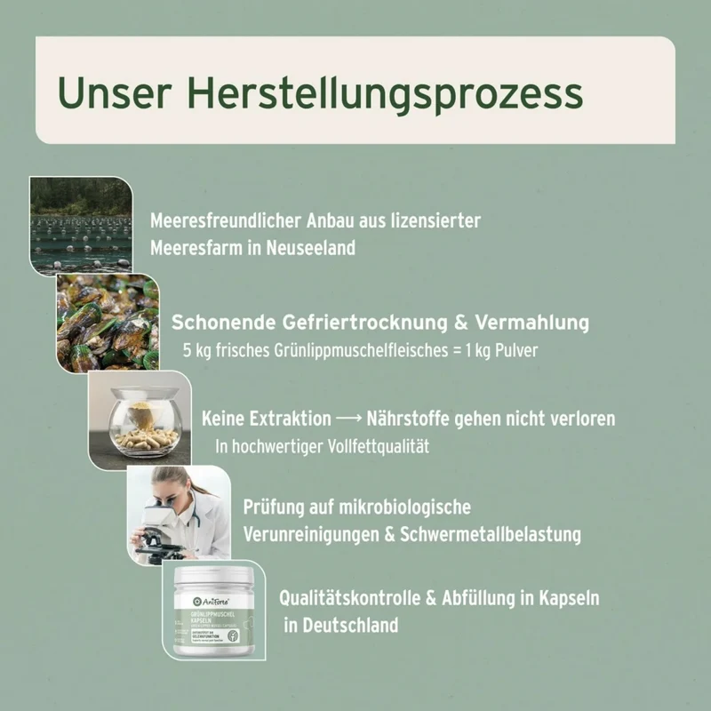 AniForte Grünlippmuschel Kapseln für Hunde – Natürliche Gelenkunterstützung mit Neuseeländischer Perna Canaliculus für Bewegungsfreude & Mobilität