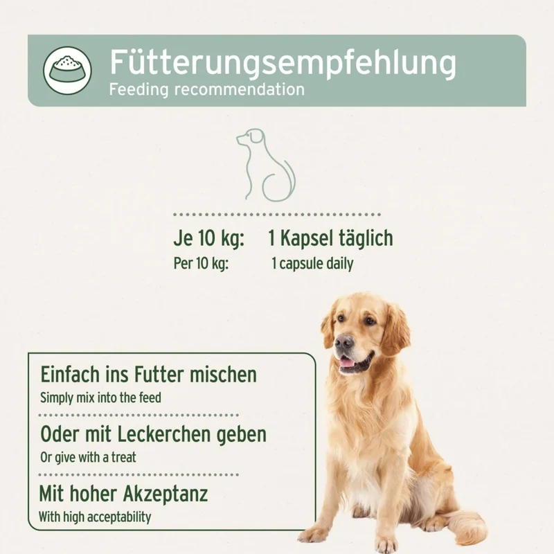 AniForte Grünlippmuschel Kapseln für Hunde – Natürliche Gelenkunterstützung mit Neuseeländischer Perna Canaliculus für Bewegungsfreude & Mobilität
