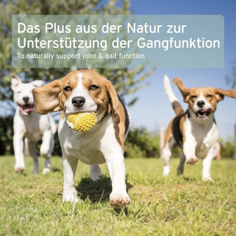 AniForte Grünlippmuschel Kapseln für Hunde – Natürliche Gelenkunterstützung mit Neuseeländischer Perna Canaliculus für Bewegungsfreude & Mobilität