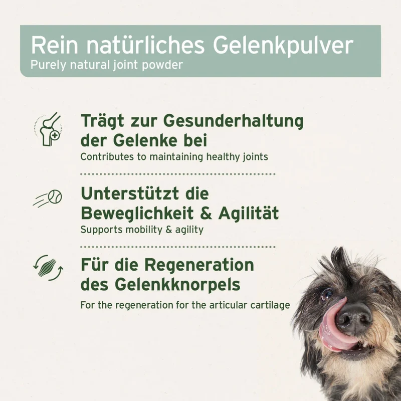 AniForte Grünlippmuschel Pulver für Hunde – Natürliche Gelenkunterstützung für mehr Bewegungsfreude und Vitalität im Alltag
