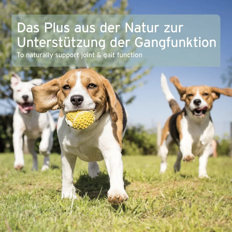AniForte Grünlippmuschel Pulver für Hunde – Natürliche Gelenkunterstützung für mehr Bewegungsfreude und Vitalität im Alltag