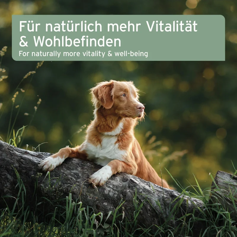 AniForte Lebertran für Hunde – Premium Omega-3 & Vitamin D Öl für starke Knochen, glänzendes Fell und natürliche Immunabwehr