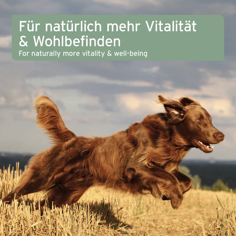AniForte Lachsöl für Hunde – 100% Reines Norwegisches Lachsöl mit Omega-3 für Glänzendes Fell, Gesunde Haut & Starke Gelenke