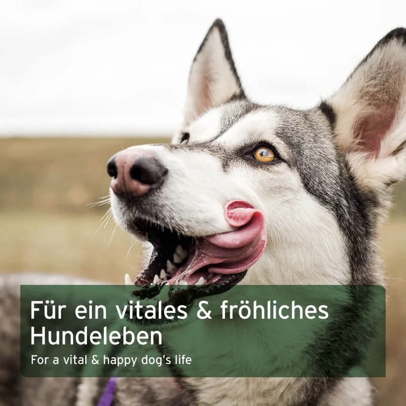 AniForte BARF Complete für Hunde – Natürliche Vitalstoffe für artgerechte Rohfütterung, Mineralien & Spurenelemente zur optimalen Nährstoffversorgung